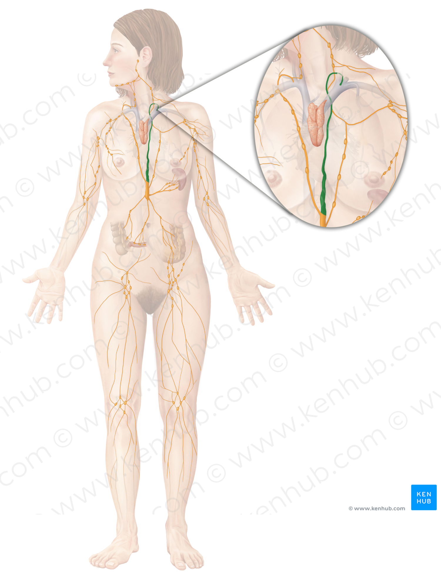 Thoracic duct (#3360)
