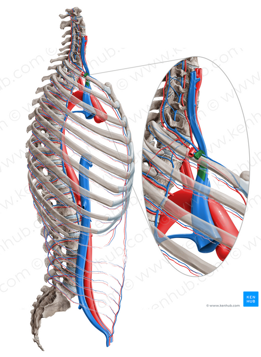 Subclavian vein (#10599)