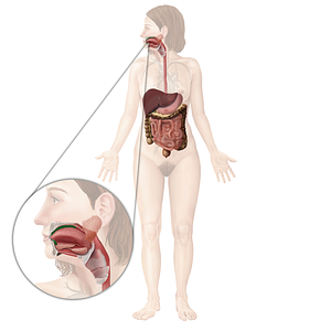 Oral cavity proper (#2537)