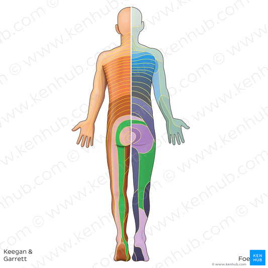 S2 dermatome (#20781)