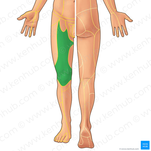 Anterior cutaneous branches of femoral nerve (#21939)