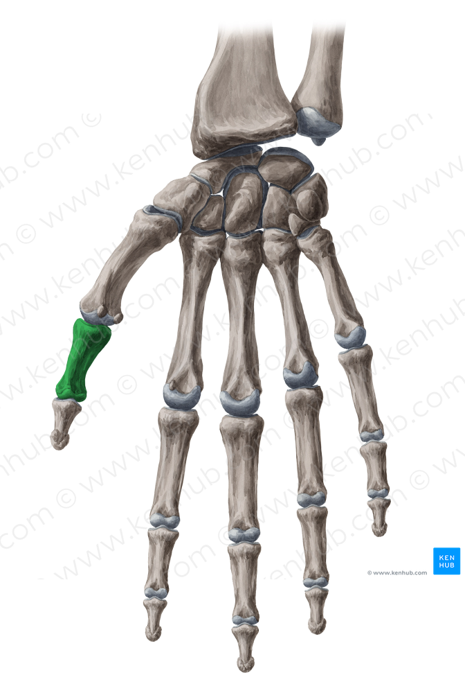 Proximal phalanx of thumb (#7926)