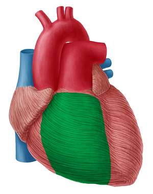 Right ventricle of heart (#10695)