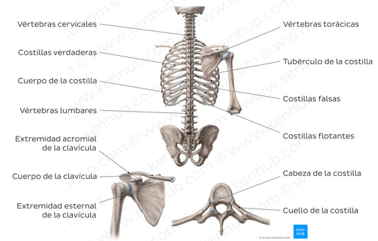 Bones of the dorsal trunk (Spanish)