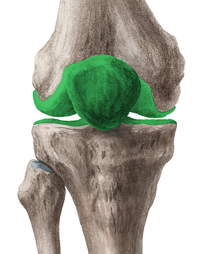 Knee joint (#286)