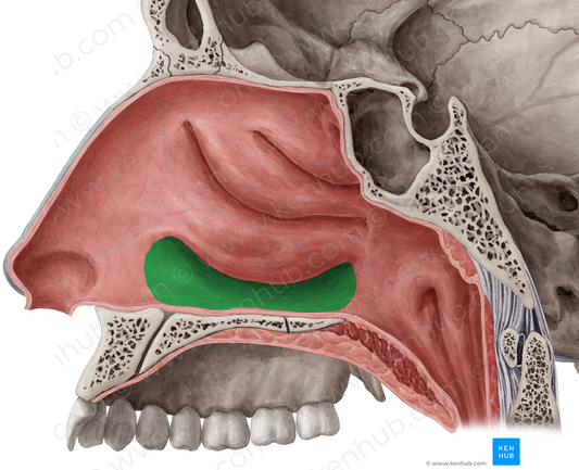 Inferior nasal meatus (#4985)