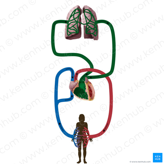 Pulmonary circulation (#19833)