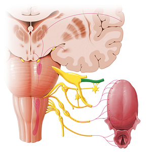 Maxillary nerve (#6558)