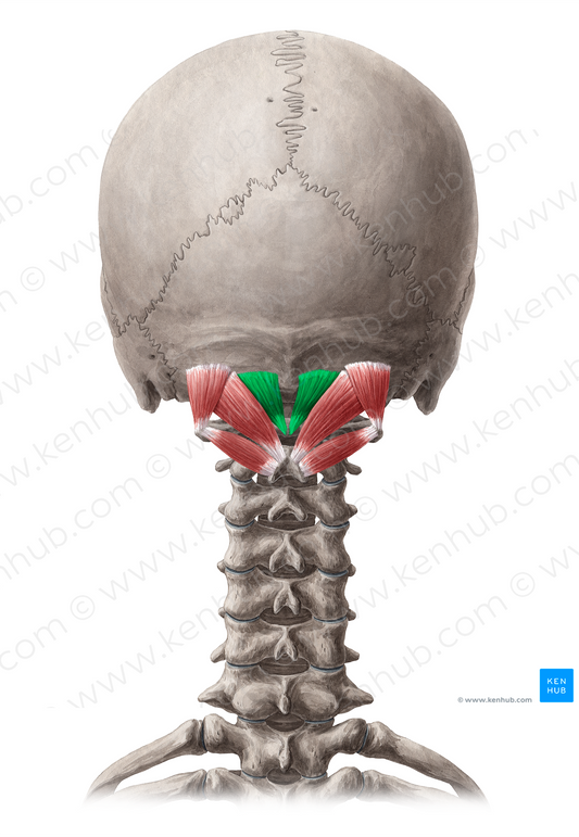 Rectus capitis posterior minor muscle (#5846)