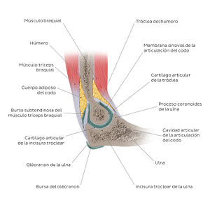 Elbow joint sagittal view (Spanish)