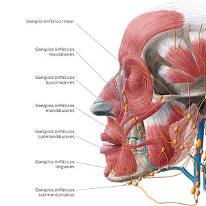 Lymphatics of the head (Lateral) (Spanish)