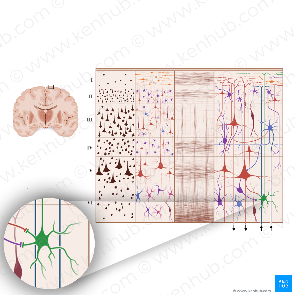 Inverted pyramidal cell (of Martinotti) (#18944)