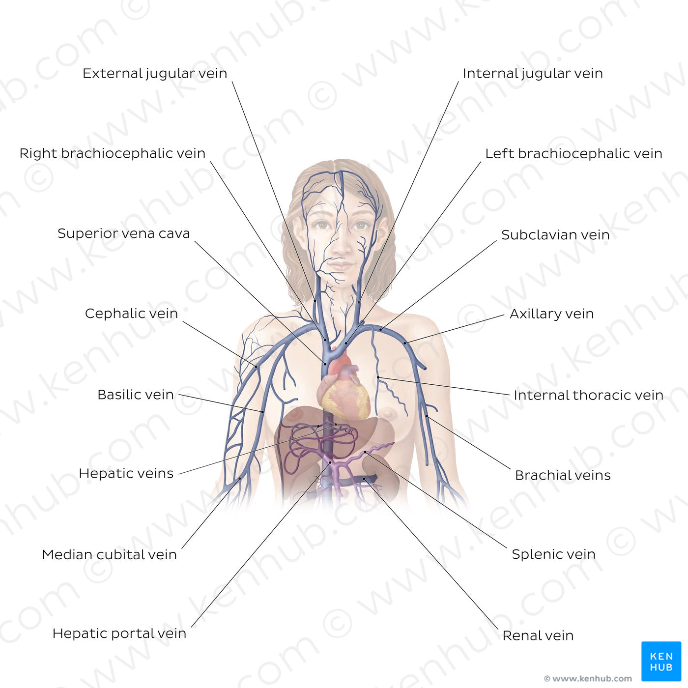 Cardiovascular system: Veins of the upper part of the body (English)