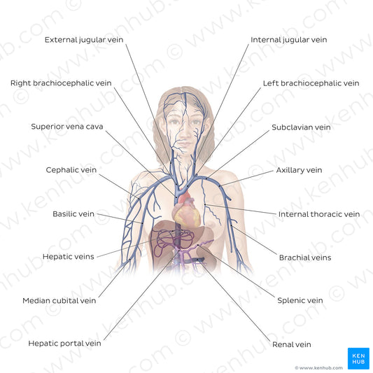 Cardiovascular system: Veins of the upper part of the body (English)