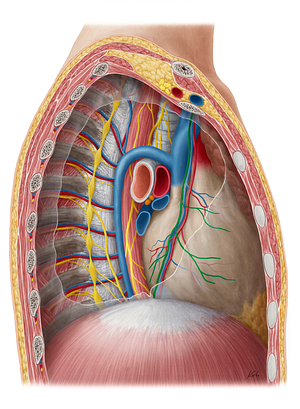 Phrenic nerve (#6688)