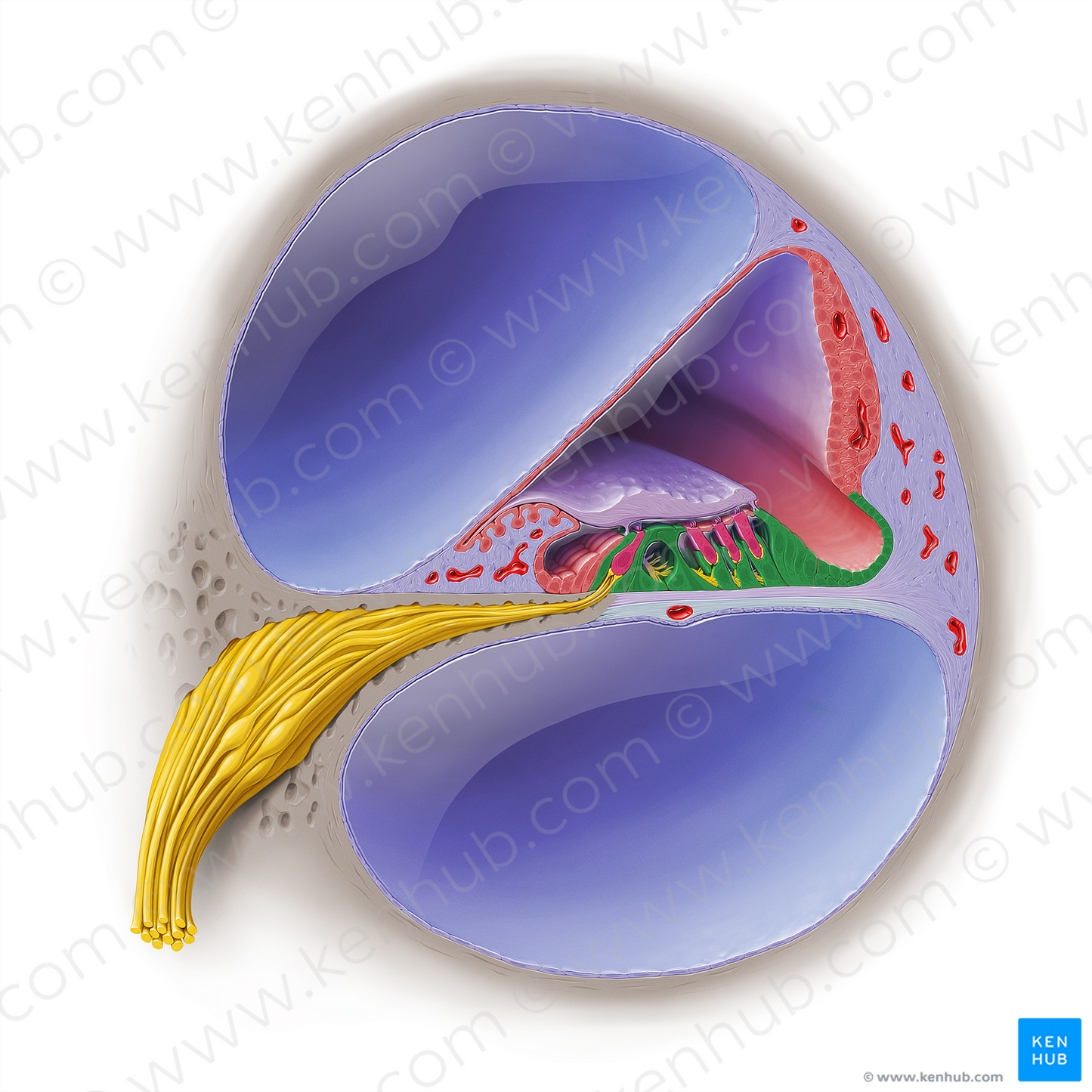Supporting cells of cochlear duct (#19036)
