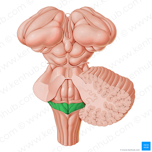 Superior part of medulla oblongata (#21205)