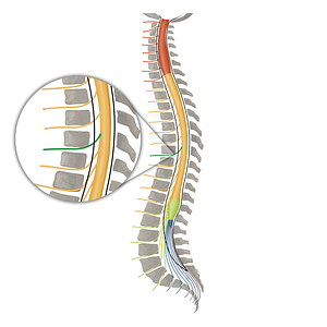 Spinal nerve T7 (#16153)