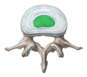 Nucleus pulposus of intervertebral disc (#7241)