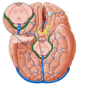 Basal vein (#18225)