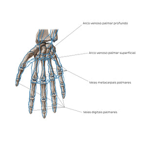 Veins of the hand: Palmar view (Portuguese)