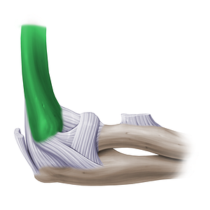 Humerus (#14120)