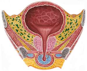 Vesical venous plexus (#8084)