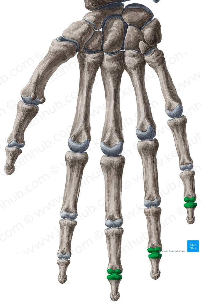 Distal interphalangeal joints of 3rd-5th fingers (#2041)