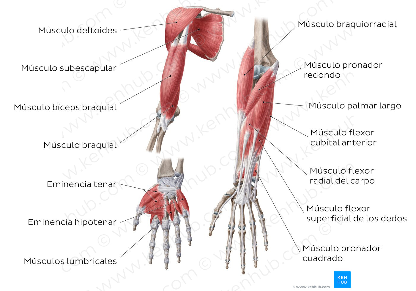 Main Muscles Of The Upper Limb - Anterior (Spanish) – Kenhub Image ...