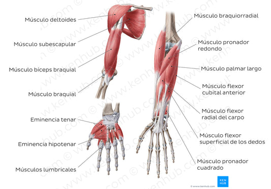 Main muscles of the upper limb - anterior (Spanish)