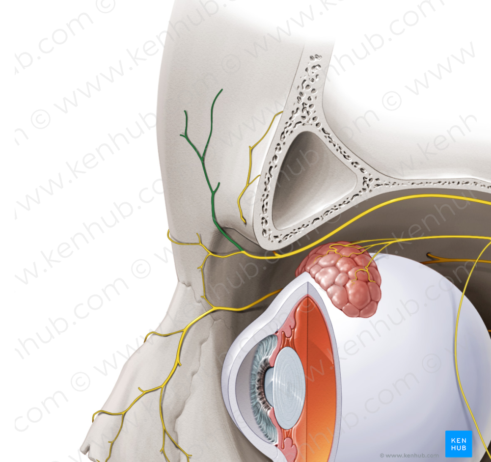 Superior branch of supratrochlear nerve (#8815)