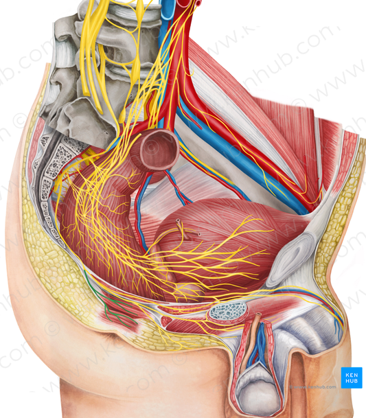 Inferior anal nerve (#6265)