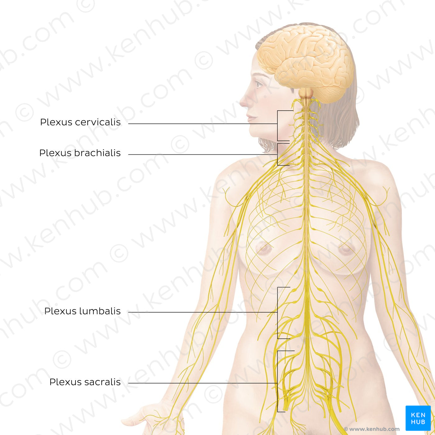 Peripheral nervous system: main plexuses (Latin)