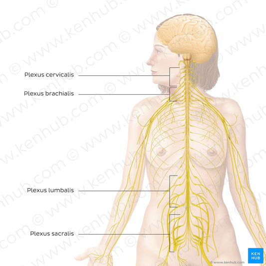 Peripheral nervous system: main plexuses (Latin)