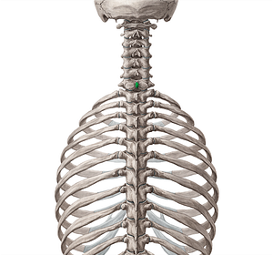 Spinous process of vertebra C7 (#8290)