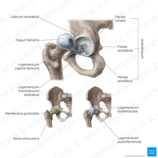 Hip joint (Latin)