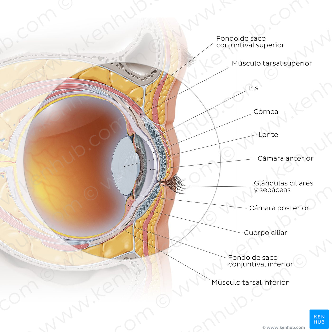 Anterior eye: sagittal section (Spanish)