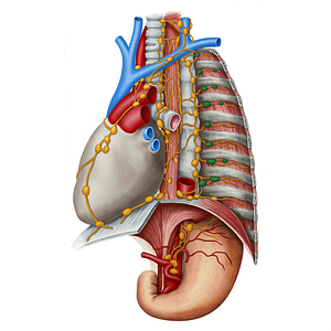 Intercostal lymph nodes (#7039)