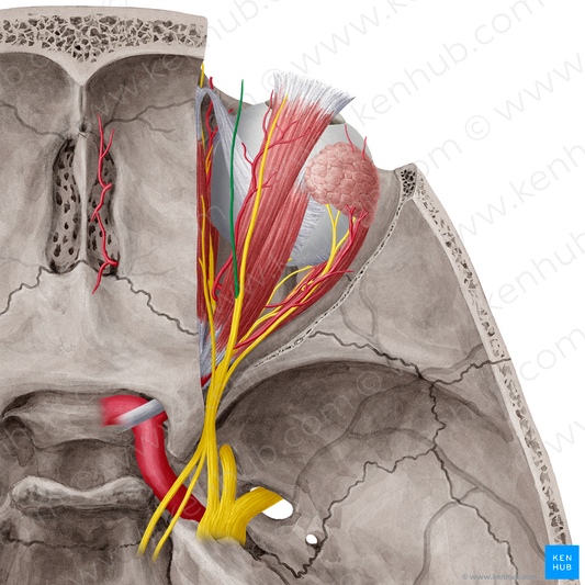 Supratrochlear nerve (#6801)
