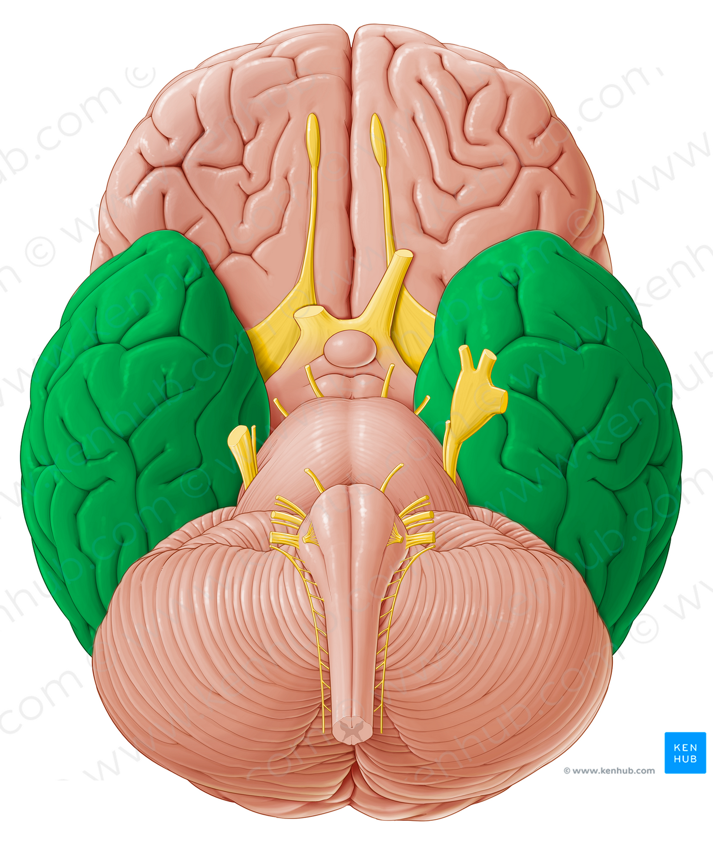 Temporal lobe (#21177)