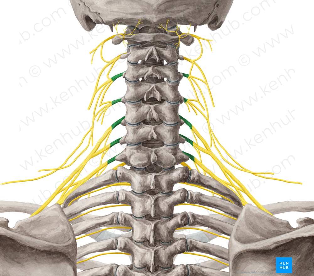 Spinal nerves C3-C7 (#6202)