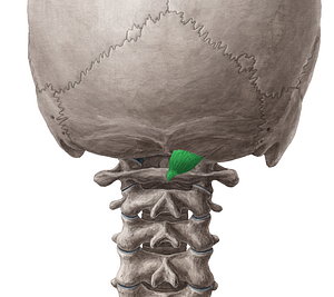 Rectus capitis posterior minor muscle (#5847)