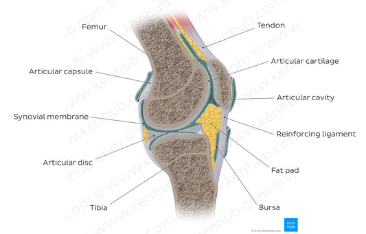 Synovial joint (English)