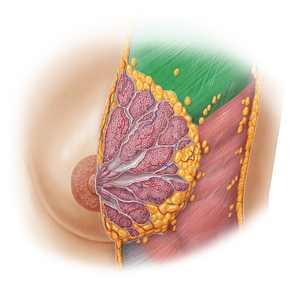 Pectoralis major muscle (#5738)