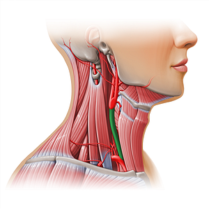 Common carotid artery (#11126)