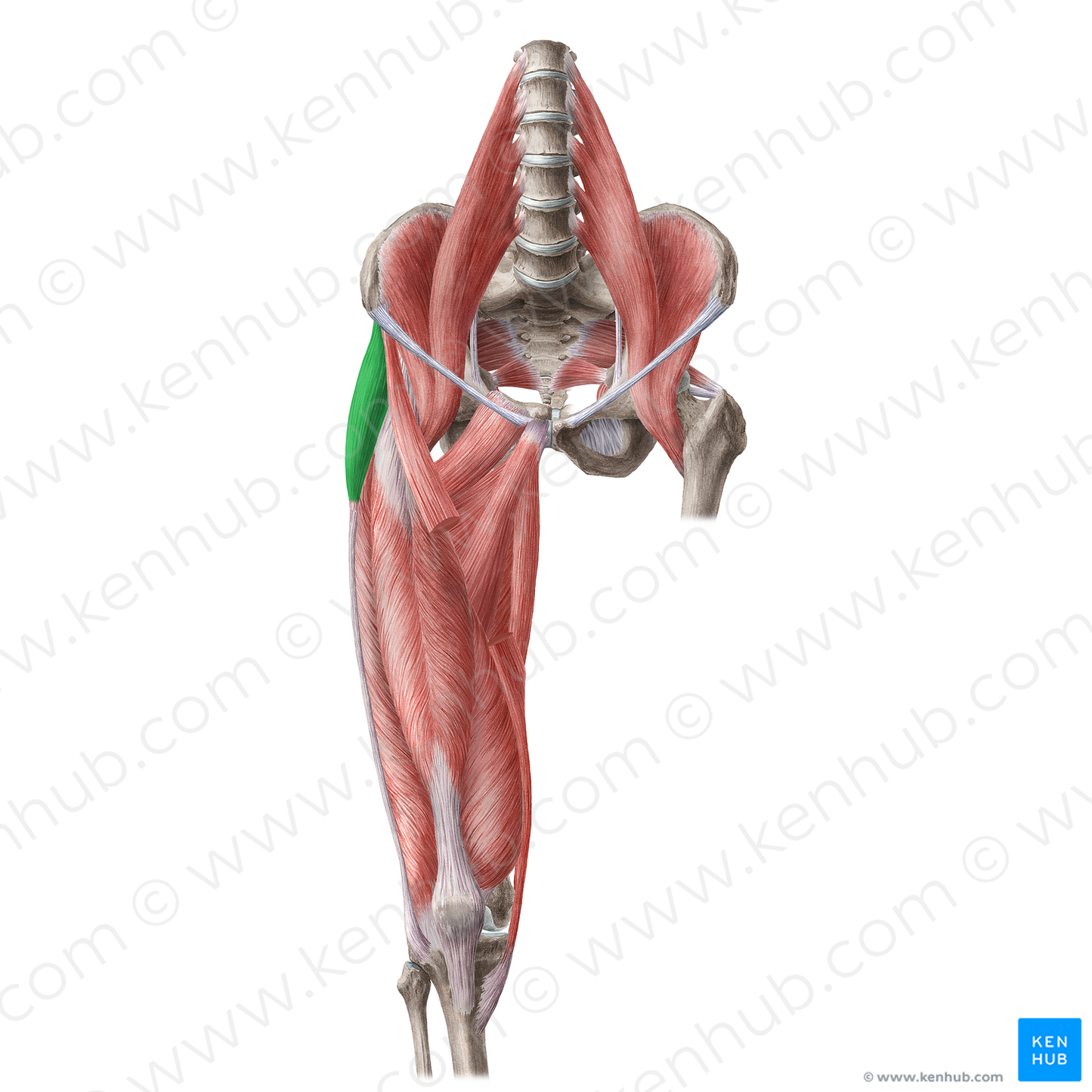 Tensor fasciae latae muscle (#19646)