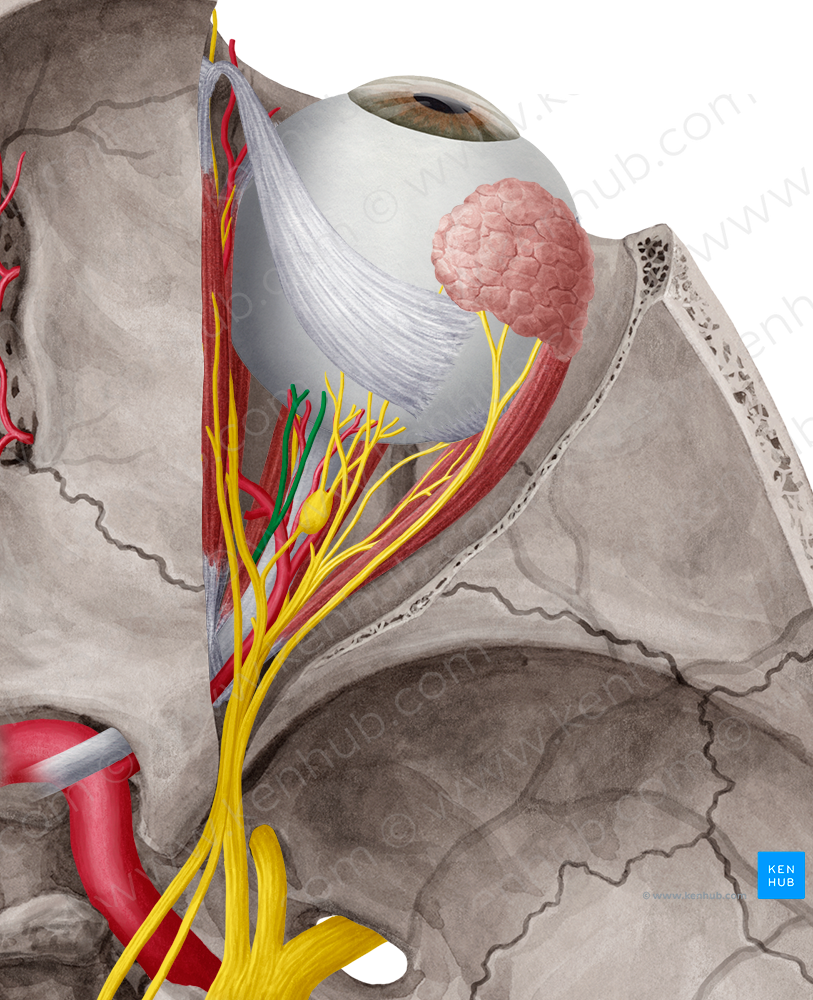 Long ciliary nerves (#6209)