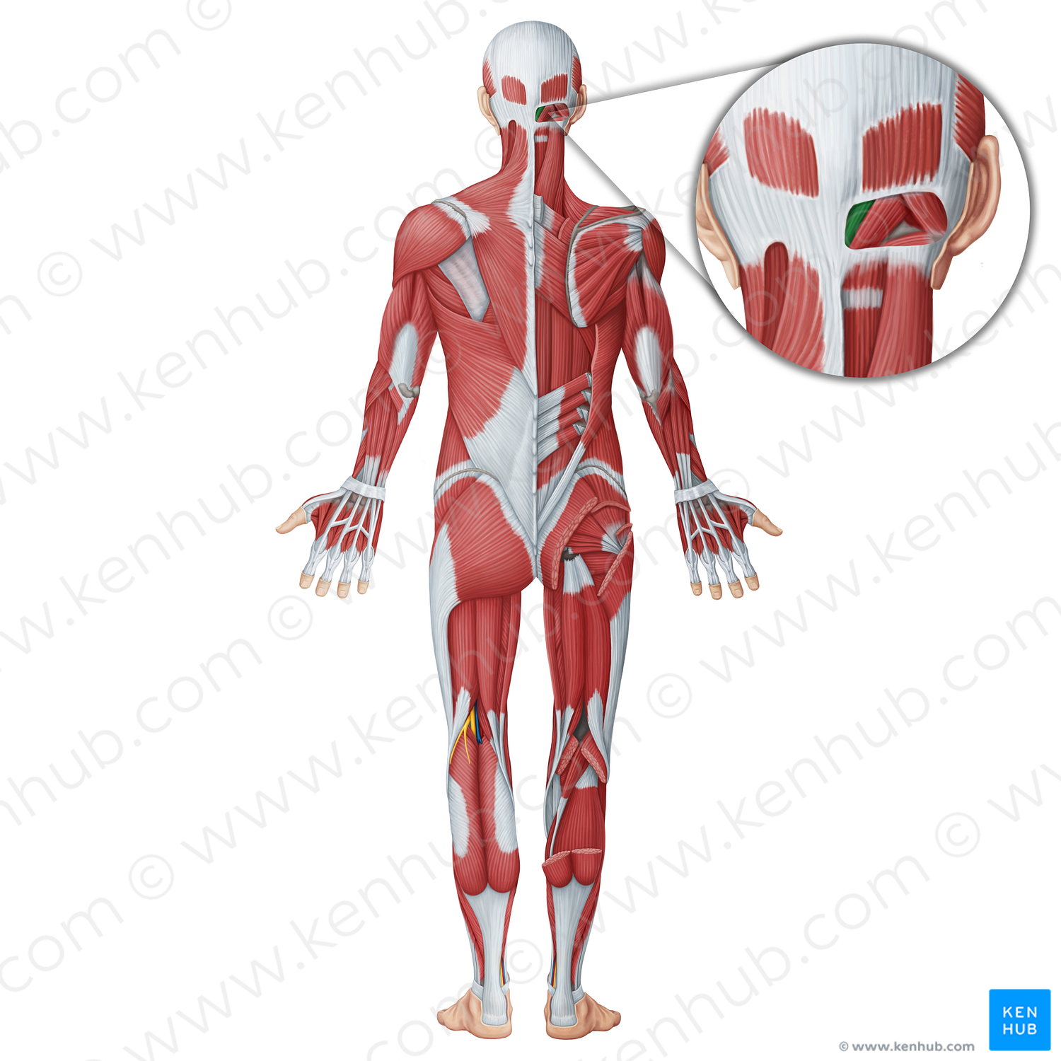 Rectus capitis posterior minor muscle (#18732)