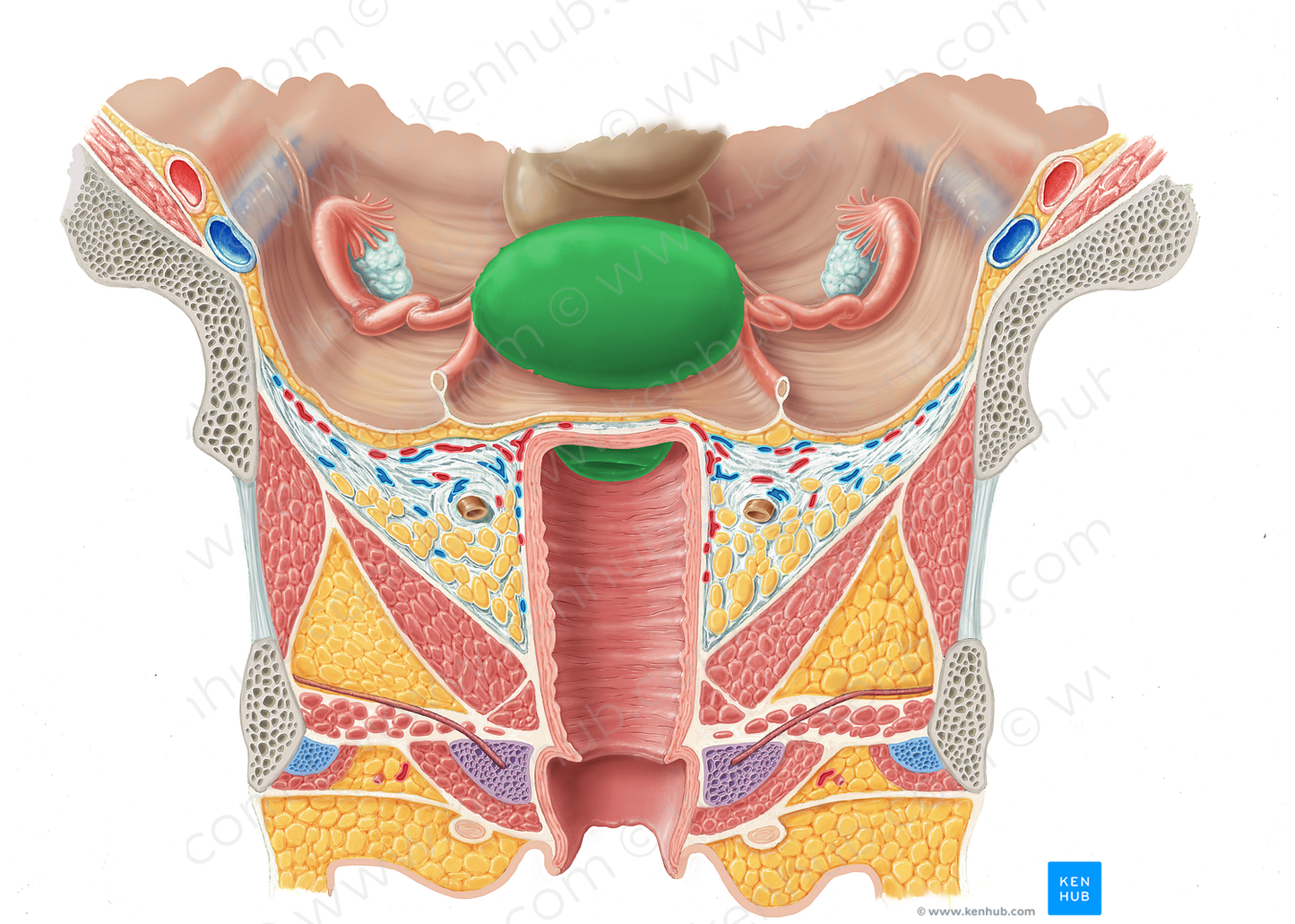 Uterus (#9864)