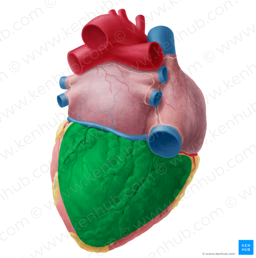 Inferior surface of heart (#20162)